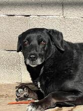 JASON, Hund, Mischlingshund in Griechenland - Bild 3