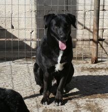 JASON, Hund, Mischlingshund in Griechenland - Bild 6