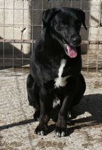 JASON, Hund, Mischlingshund in Griechenland - Bild 7