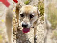 KITSOS, Hund, Mischlingshund in Griechenland - Bild 10