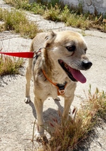 KITSOS, Hund, Mischlingshund in Griechenland - Bild 4