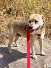 KITSOS, Hund, Mischlingshund in Griechenland - Bild 5