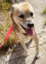 KITSOS, Hund, Mischlingshund in Griechenland - Bild 6