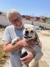 KITSOS, Hund, Mischlingshund in Griechenland - Bild 8