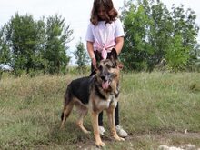 ADA, Hund, Deutscher Schäferhund in Ungarn - Bild 10