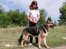 ADA, Hund, Deutscher Schäferhund in Ungarn - Bild 12