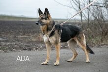 ADA, Hund, Deutscher Schäferhund in Ungarn - Bild 16