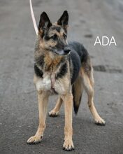 ADA, Hund, Deutscher Schäferhund in Ungarn - Bild 17
