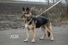 ADA, Hund, Deutscher Schäferhund in Ungarn - Bild 2