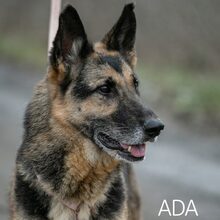 ADA, Hund, Deutscher Schäferhund in Ungarn - Bild 3