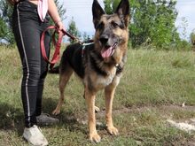 ADA, Hund, Deutscher Schäferhund in Ungarn - Bild 4