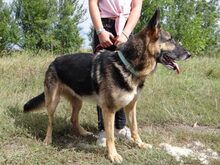 ADA, Hund, Deutscher Schäferhund in Ungarn - Bild 5