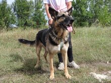 ADA, Hund, Deutscher Schäferhund in Ungarn - Bild 6