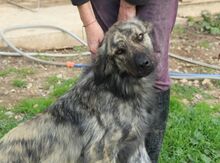 JUNIOR, Hund, Mischlingshund in Griechenland - Bild 1