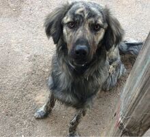JUNIOR, Hund, Mischlingshund in Griechenland - Bild 12