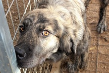 JUNIOR, Hund, Mischlingshund in Griechenland - Bild 15