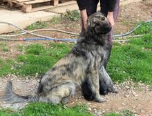 JUNIOR, Hund, Mischlingshund in Griechenland - Bild 16