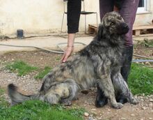 JUNIOR, Hund, Mischlingshund in Griechenland - Bild 17