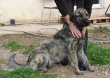 JUNIOR, Hund, Mischlingshund in Griechenland - Bild 18