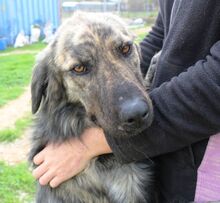 JUNIOR, Hund, Mischlingshund in Griechenland - Bild 19
