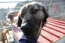 JUNIOR, Hund, Mischlingshund in Griechenland - Bild 2