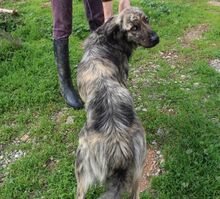 JUNIOR, Hund, Mischlingshund in Griechenland - Bild 21