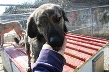 JUNIOR, Hund, Mischlingshund in Griechenland - Bild 3