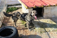 JUNIOR, Hund, Mischlingshund in Griechenland - Bild 4