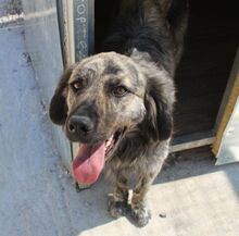 JUNIOR, Hund, Mischlingshund in Griechenland - Bild 6