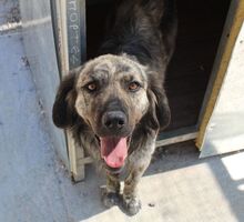 JUNIOR, Hund, Mischlingshund in Griechenland - Bild 7