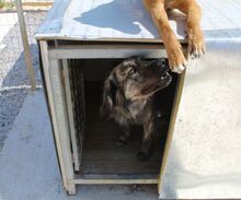 JUNIOR, Hund, Mischlingshund in Griechenland - Bild 8