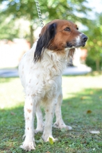GRETA, Hund, Mischlingshund in Schöllnach - Bild 3