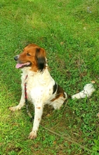 GRETA, Hund, Mischlingshund in Schöllnach - Bild 5