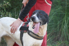 BLANCA, Hund, Mischlingshund in Spanien - Bild 2