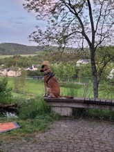 ROOKS, Hund, Mischlingshund in Lirstal - Bild 10