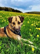 ROOKS, Hund, Mischlingshund in Lirstal - Bild 4