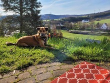 ROOKS, Hund, Mischlingshund in Lirstal - Bild 7