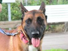 BALOU, Hund, Malinois in Hamburg - Bild 5