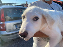 PAPERINO, Hund, Herdenschutzhund-Mix in Italien - Bild 10