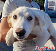 PAPERINO, Hund, Herdenschutzhund-Mix in Italien - Bild 12