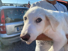PAPERINO, Hund, Herdenschutzhund-Mix in Italien - Bild 5