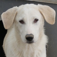 JANEIRO, Hund, Mischlingshund in Griechenland - Bild 1