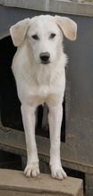 JANEIRO, Hund, Mischlingshund in Griechenland - Bild 2