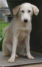 JANEIRO, Hund, Mischlingshund in Griechenland - Bild 3