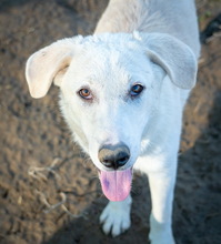 JANEIRO, Hund, Mischlingshund in Griechenland - Bild 4