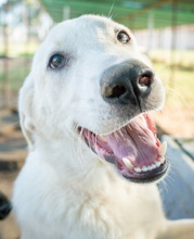 JANEIRO, Hund, Mischlingshund in Griechenland - Bild 5