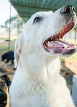 JANEIRO, Hund, Mischlingshund in Griechenland - Bild 6