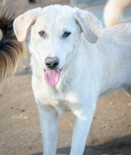 JANEIRO, Hund, Mischlingshund in Griechenland - Bild 7