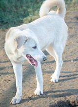 JANEIRO, Hund, Mischlingshund in Griechenland - Bild 8