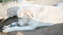 JANEIRO, Hund, Mischlingshund in Griechenland - Bild 9